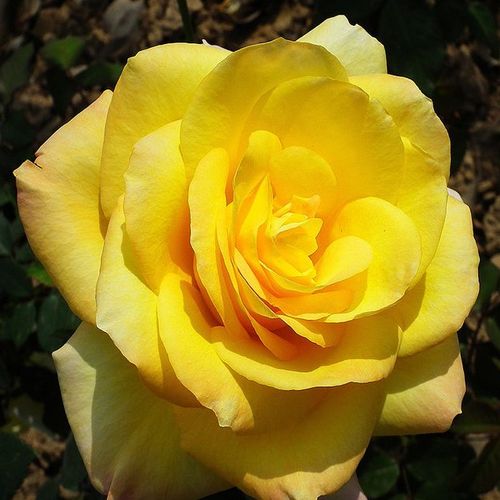 Rozenstruik - Webwinkel - Rosa King's Ransom™ - sterk geurende roos - Stamroos - Theehybriden  - geel - Dr. Dennison H. Moreyrechtopstaande kroonvorm - 0